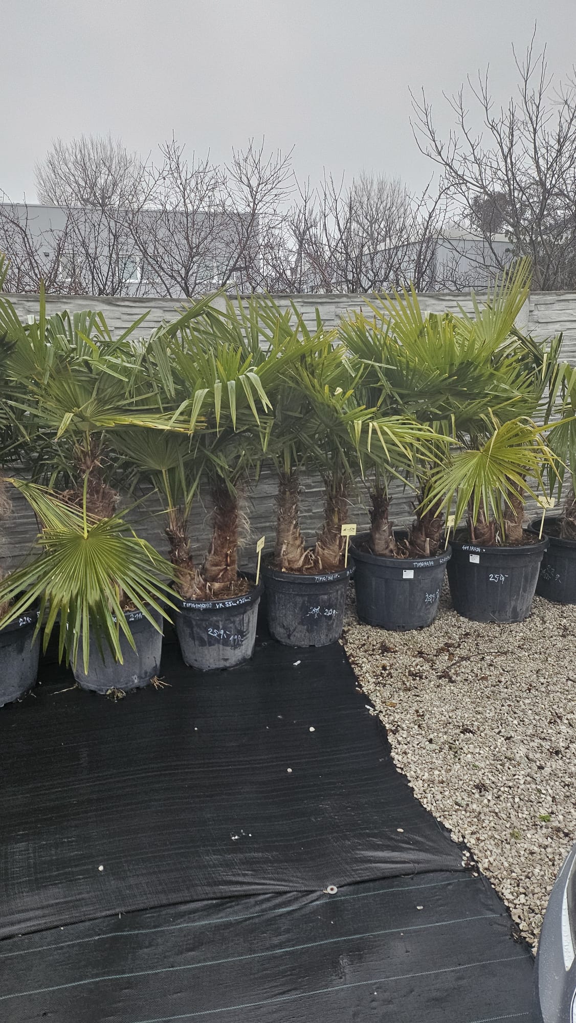 WhatsApp Image 2026-02-11 at 09.09.29